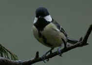 La Mésange charbonnière.